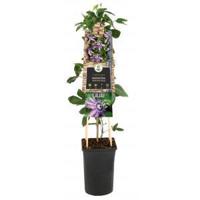 Passiebloem Passiflora Betty Miles Young 75 cm klimplant - thumbnail