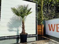 Palmboom - Trachycarpus Fortunei - thumbnail