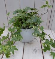 Klimop Hedrea bont witte pot 25 cm Warentuin Natuurlijk - Warentuin natuurlijk - thumbnail