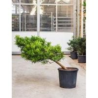 Podocarpus macrophyllus cascade bonsai kamerplant - thumbnail