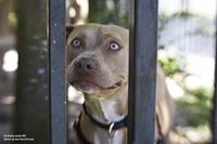 Lensbaby Sweet 80 Optic - thumbnail