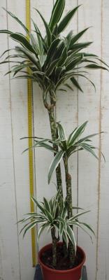 Drakenbloedboom Dracaena Fragrans Wit-Groen 120 cm kamerplant Drakenbloedboom Warentuin Natuurlijk - Warentuin natuurlijk