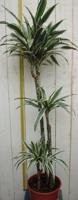 Drakenbloedboom Dracaena Fragrans Wit-Groen 120 cm kamerplant Drakenbloedboom Warentuin Natuurlijk - Warentuin natuurlijk - thumbnail