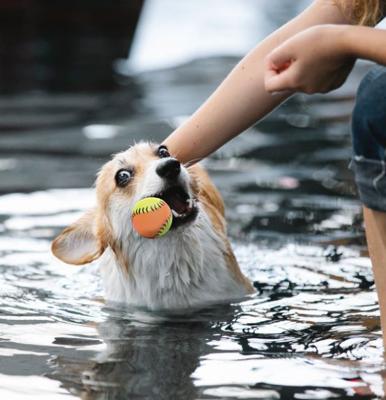 Nobleza Honden rubber speelbal - Massief - 6,3 cm