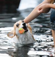 Nobleza Honden rubber speelbal - Massief - 6,3 cm - thumbnail