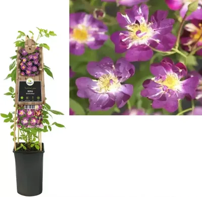Klimplant Rosa Veilchenblau - Klimroos Paars