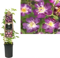 Klimplant Rosa Veilchenblau - Klimroos Paars - thumbnail