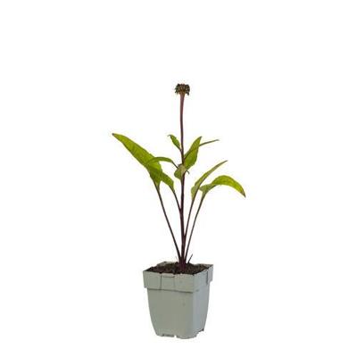 Echinacea purp. Fatal Attraction vaste plant Griffioen - Griffioen Echinacea purp. Fatal Attraction vaste plant Griffioen - Griffioen
