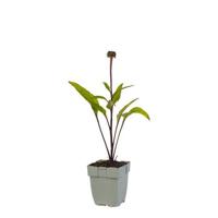Echinacea purp. Fatal Attraction vaste plant Griffioen - Griffioen - thumbnail