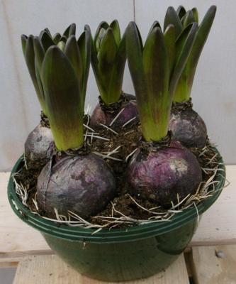 3 stuks! Bolletjes Hyacint wit in schaaltje Voorjaarsbollen Warentuin Natuurlijk - Warentuin natuurlijk