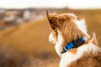 Keybudz PawTag pet collar AirTag houder - Black - thumbnail