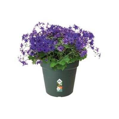 Elho green basics kweekpot 19 cm blad groen - thumbnail
