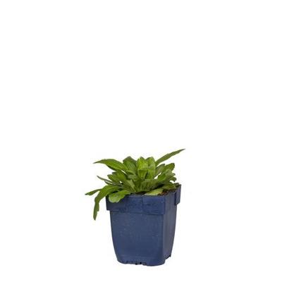 Gaillardia Red vaste plant Griffioen - Griffioen