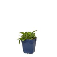 Gaillardia Red vaste plant Griffioen - Griffioen - thumbnail