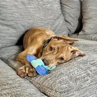Nylabone puppy freezer bone with wash cloth pindakaassmaak - thumbnail