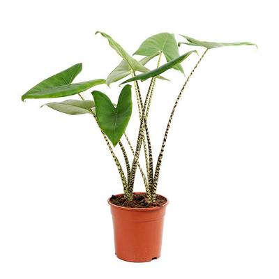 Alocasia Zebrina - P 24 cm Alocasia Zebrina - P 24 cm