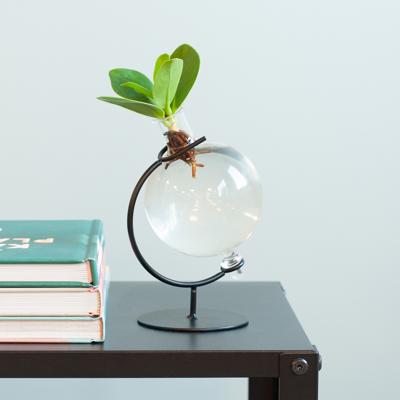 Clusia in Victoria Glas - Hydroponie Clusia in Victoria Glas - Hydroponie