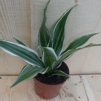 Drakenbloedboom Dracaena Fragrans Jade Jewel/Groen-wit H40-60 cm potmaat 17 cm 1 stam kamerplant Warentuin Natuurlijk - Warentuin natuurlijk