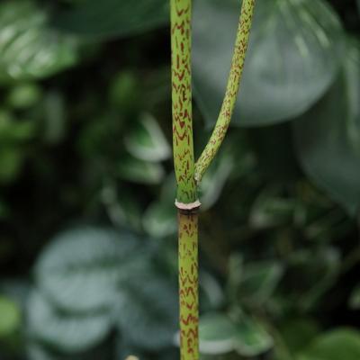 Polygonum kunsttak 86cm groen