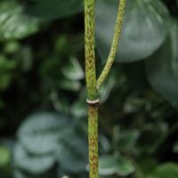 Polygonum kunsttak 86cm groen - thumbnail