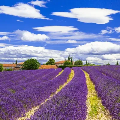 Alexsar Art Tuinschilderij lavendelvelden 50x50cm Alexsar Art Tuinschilderij lavendelvelden 50x50cm