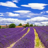 Alexsar Art Tuinschilderij lavendelvelden 50x50cm - thumbnail