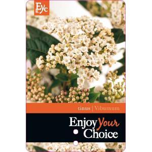 Sneeuwbal (Viburnum tinus) heester - 40-50 cm (C15) - 4 stuks