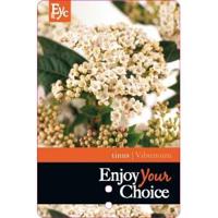 Sneeuwbal (Viburnum tinus) heester - 40-50 cm (C15) - 4 stuks - thumbnail