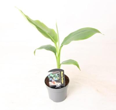 Pokon Potgrond Kamerplant Compact 10l