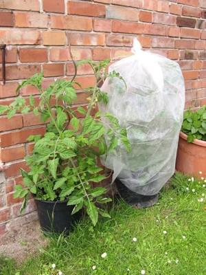 Connex Tomatenbescherming Geperforeerd - FLOR80250