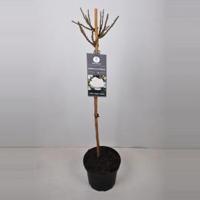 Trosroos op stam (rosa "Kristal Perle") - Stam 90 cm - 1 stuks - thumbnail