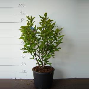 Magnolia struik Susan - 50 - 70 cm - 5 stuks