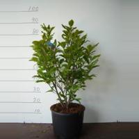 Magnolia struik Susan - 50 - 70 cm - 5 stuks - thumbnail