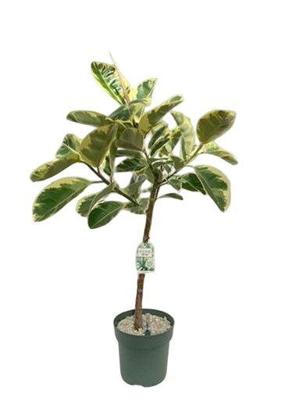 Ficus Odyllia - Tineke Potmaat 27 H120-130 kamerplant Beautanic Lifestyle - Beautanic lifestyle Ficus Odyllia - Tineke Potmaat 27 H120-130 kamerplant Beautanic Lifestyle - Beautanic lifestyle