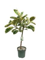 Ficus Odyllia - Tineke Potmaat 27 H120-130 kamerplant Beautanic Lifestyle - Beautanic lifestyle - thumbnail