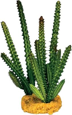 Plant cactus needle green Repto - Repto Plant cactus needle green Repto - Repto