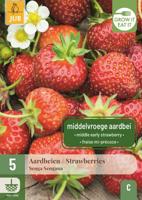 Aardbeienplanten senga sengana - thumbnail