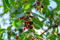 Boskriek - thumbnail