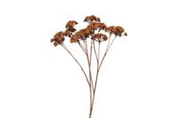 Kunstbloem Eupatorium L lichtbruin Countryfield - Countryfield - thumbnail