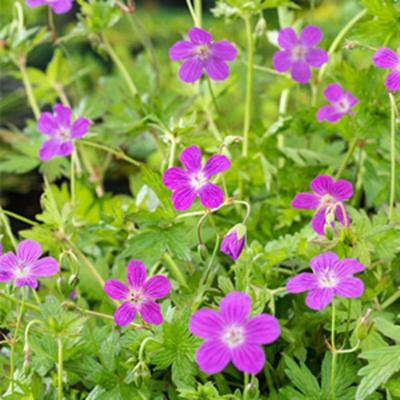 Moerings Geranium palustis - Moerasooievaarsbek