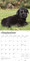 Schnauzer Puppies Kalender 2026 - thumbnail