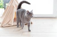 Hondenbed Trixie Beige 55 × 65 × 55 cm - thumbnail