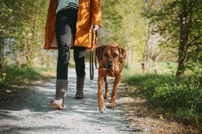 HUNTER Verstelbare hondenlijn Wolmar, khaki/oranje, Maat: 16/200