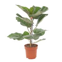 Ficus Everest - P 21 cm - thumbnail
