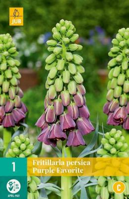 Fritillaria persica purple favorite JUB, 1 bol - Jub