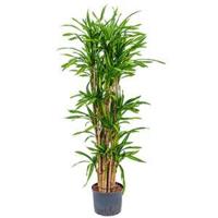 Dracaena riki vertakt L hydrocultuur plant - thumbnail