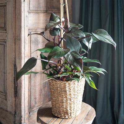 Philodendron Ruby Red Piramide