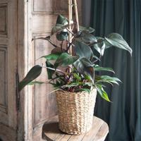 Philodendron Ruby Red Piramide - thumbnail