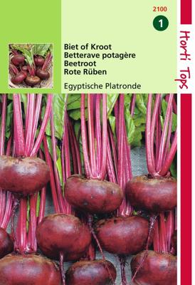 Zaden Bieten Egyptische Platronde Hortitops - Hortitops