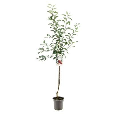 Malus domestica elstar halfstam najaarsappel fruitboom Fruithof - Fruithof Malus domestica elstar halfstam najaarsappel fruitboom Fruithof - Fruithof